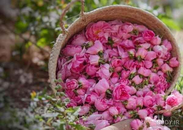 تصویر 1 از گل محمدی گلخانه ای با شکوفه های خوشبو و رشد سریع در محیط کنترل شده